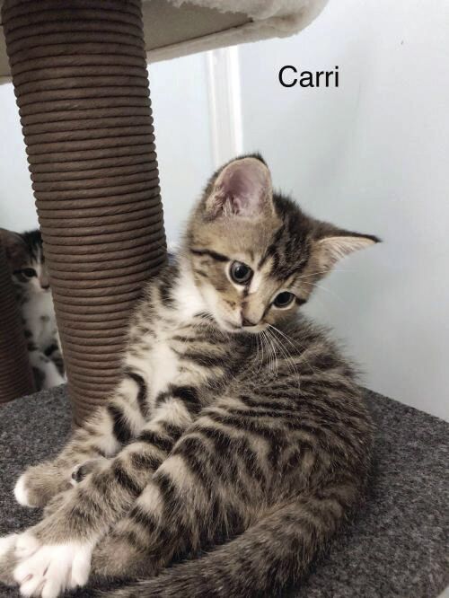 Carri